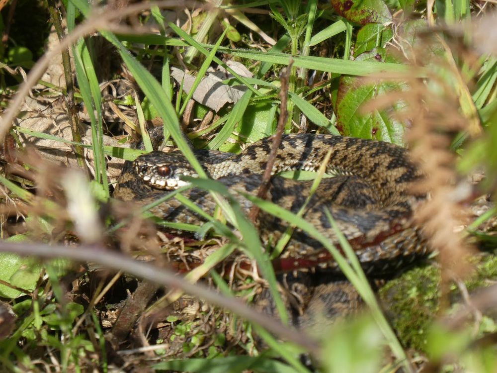 Adder