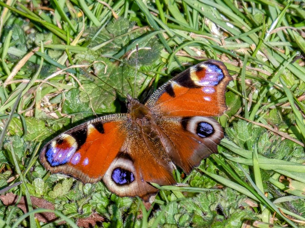 Peacock Butterfly