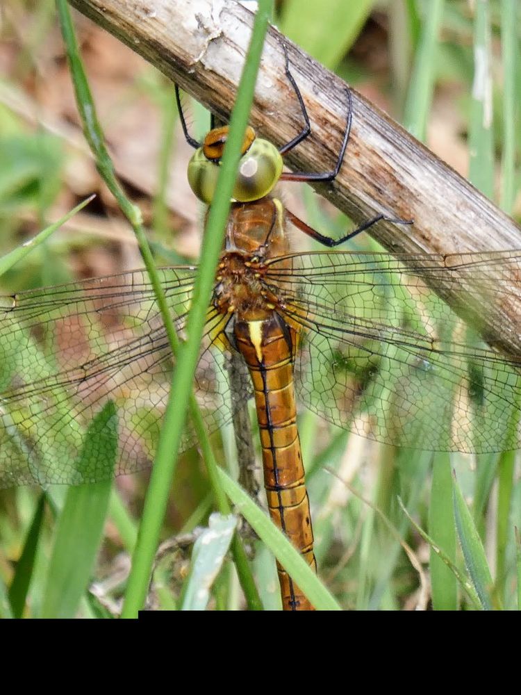 Norfolk Hawker - the yellow abdominal mark showing how it got it's Latin name (Aeshna isosceles)