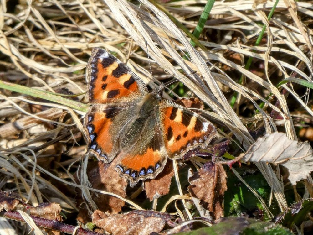 Small Tortoiseshell 