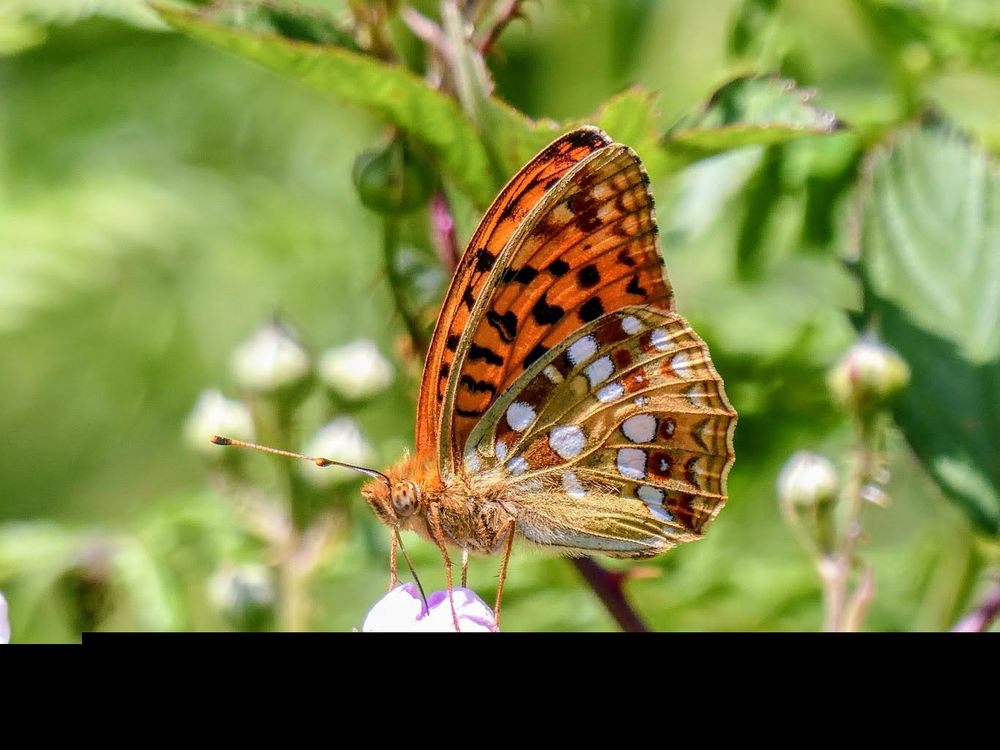 High Brown Fritillary