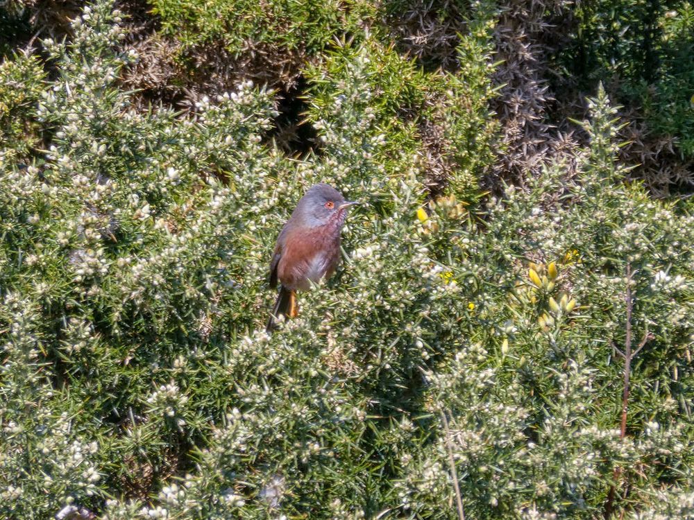 Dartford Warbler