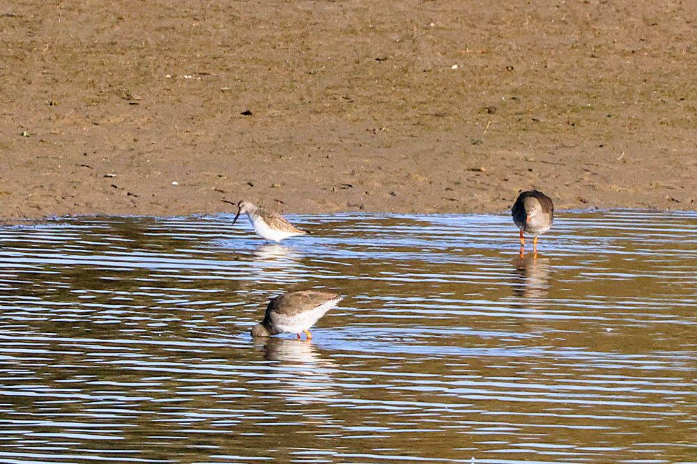 Curlew Sandpiper with Redshank - Photo courtesy of Mave