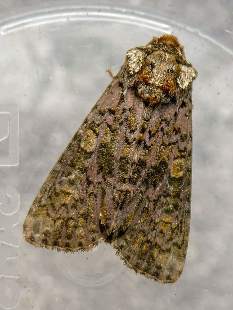 Coronet form coronula