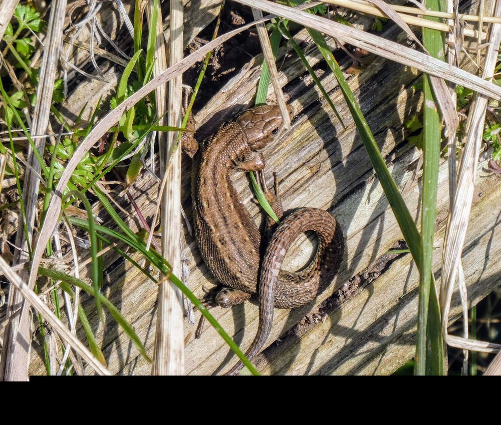 Common Lizard