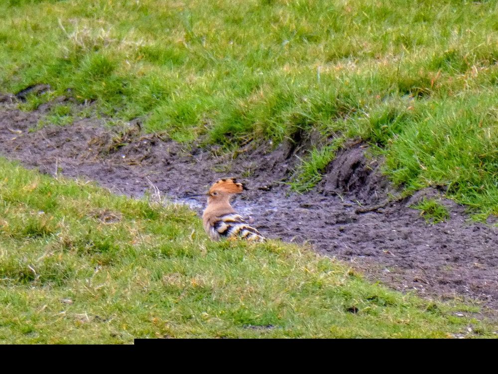 Hoopoe