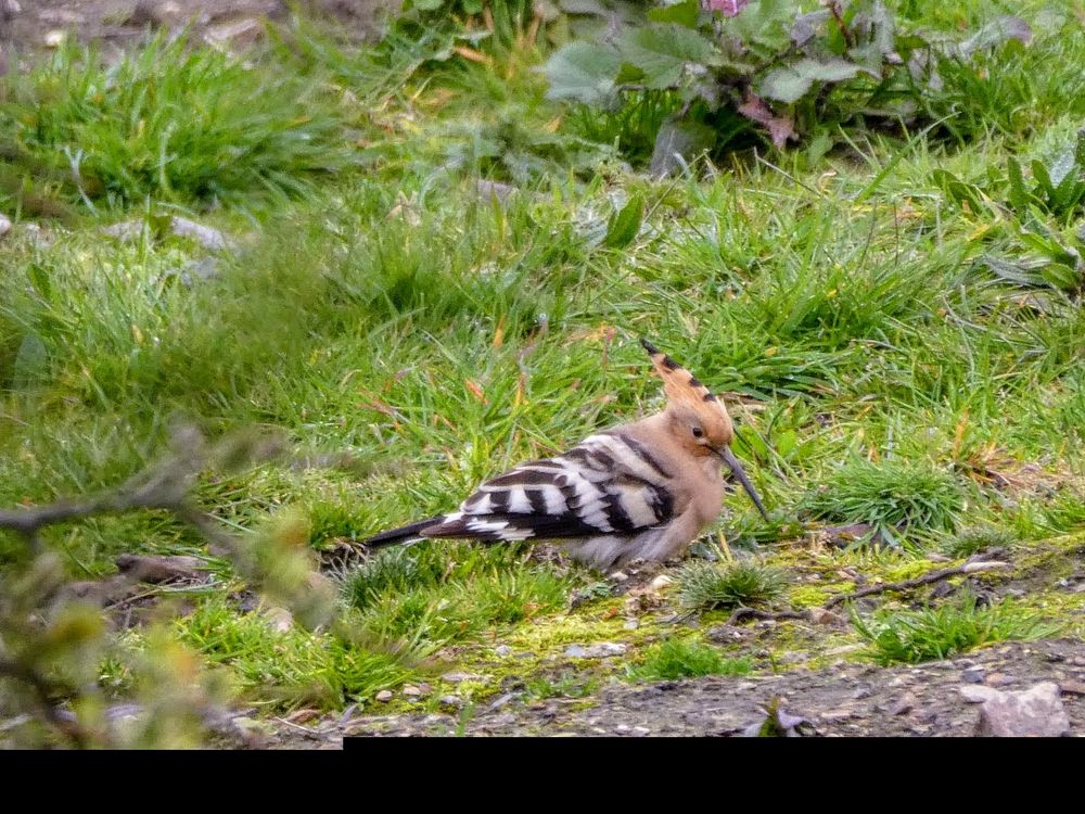 Hoopoe