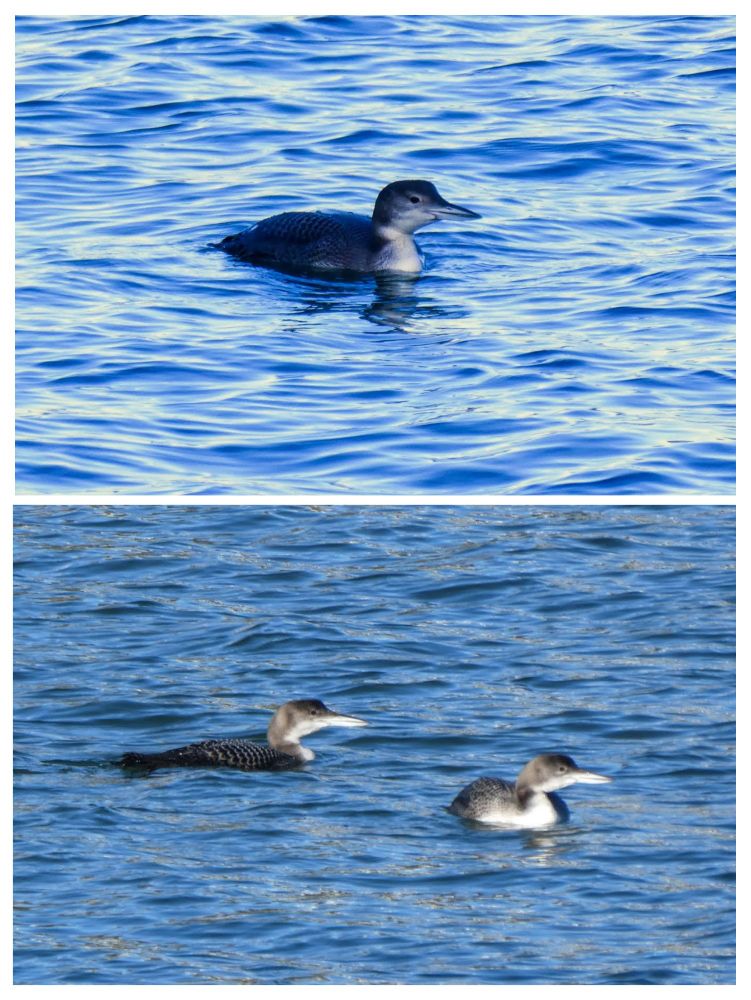 Great Northern Divers