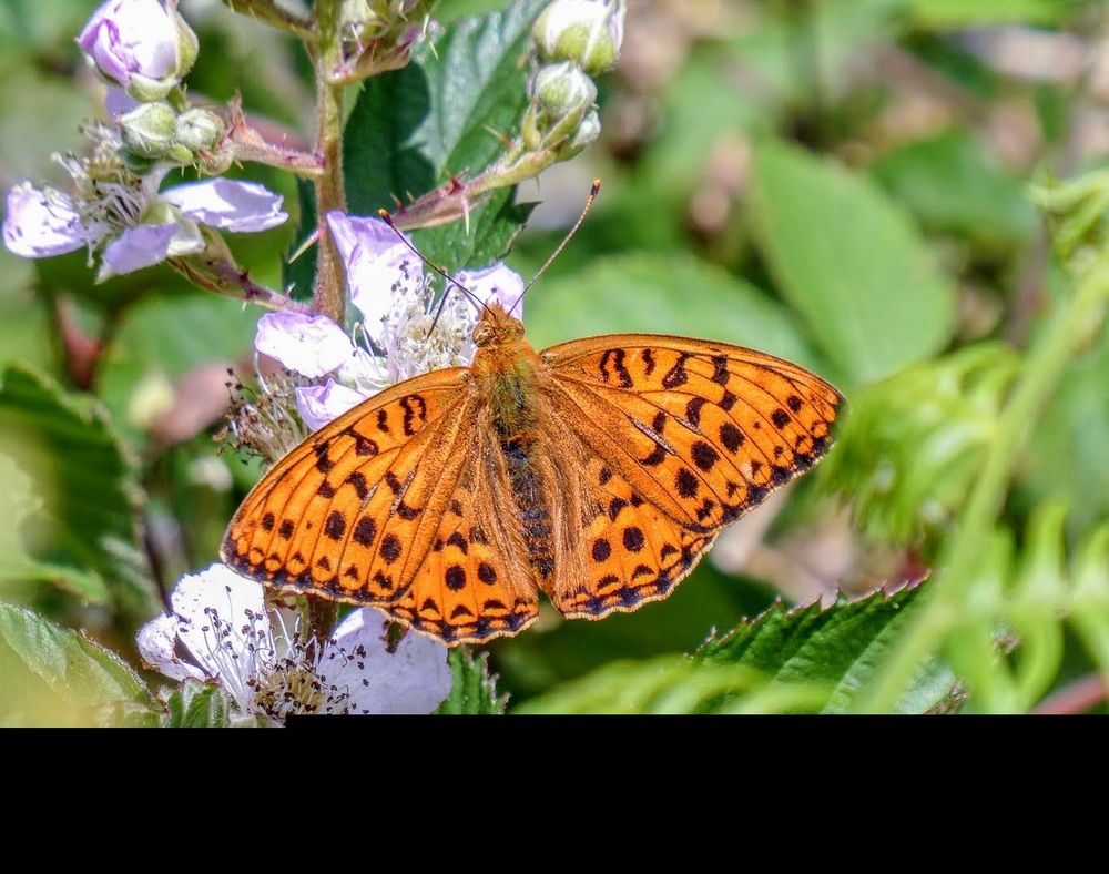 High Brown Fritillary