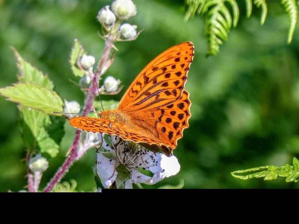 Silver-washed Fritillary