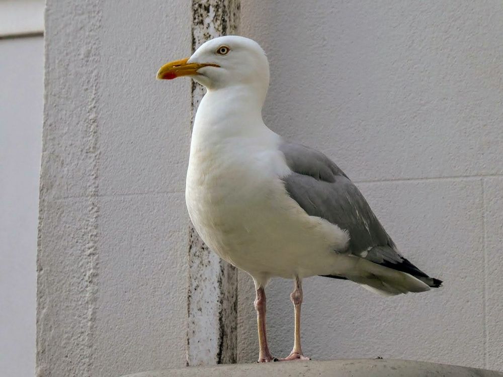 Ever watchful adult Herring Gull