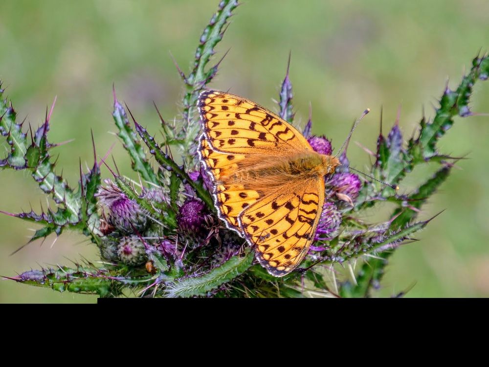 Dark Green Fritillary