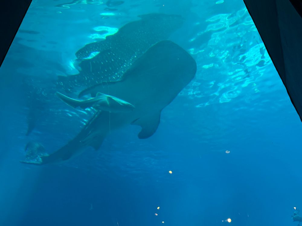 A whale shark and zebra shark i encountered at the georgia aquarium