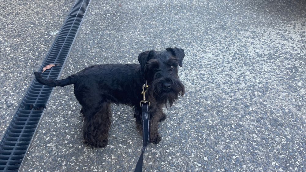 Elvis - pure bred Miniture Schnauzer 10 months old