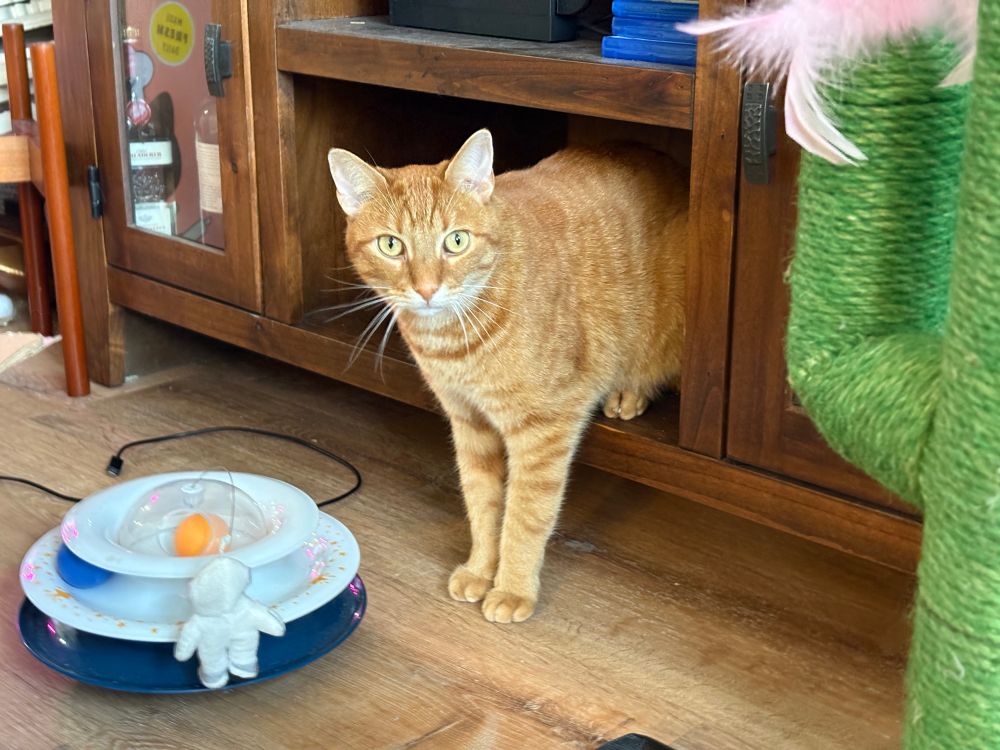 The same orange cat in the same weird demi-sit position in the same shelf, with a look more unrepentant than withering
