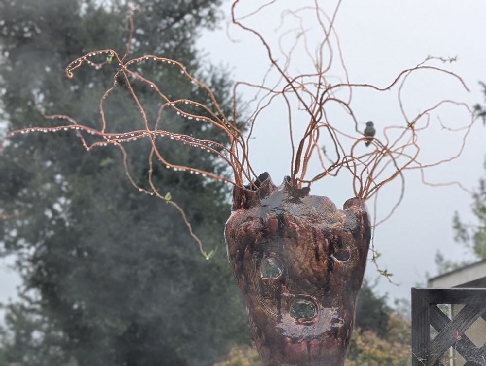 Hummingbird on a branch with rain drops. 