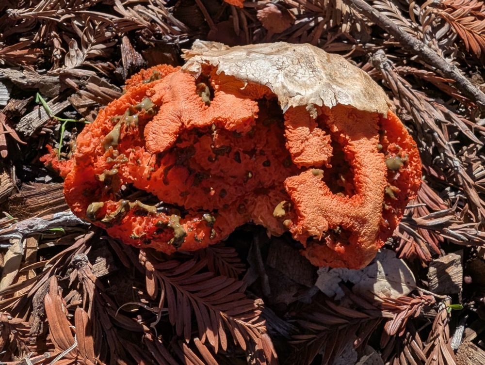 Basket stinkhorn fungus