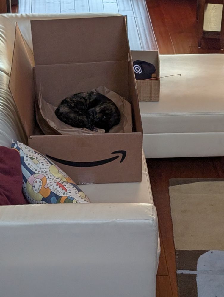 Tortoiseshell cat curled up sleeping inside a large Amazon box. 