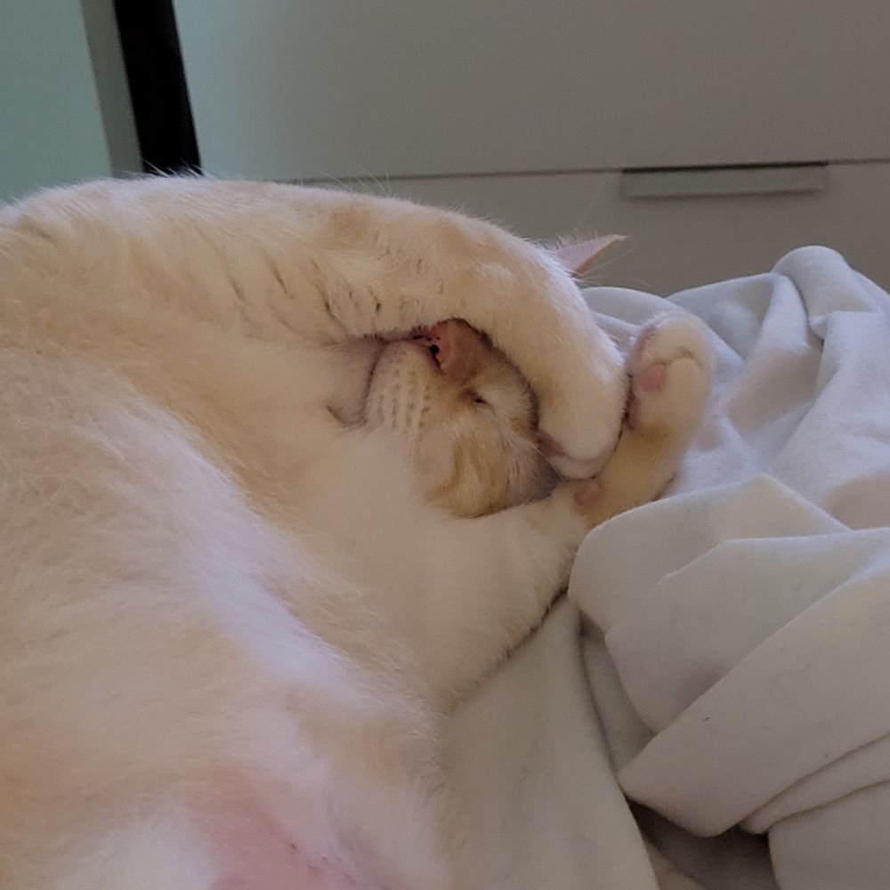 Chat blanc qui se cache le visage sous ses pattes