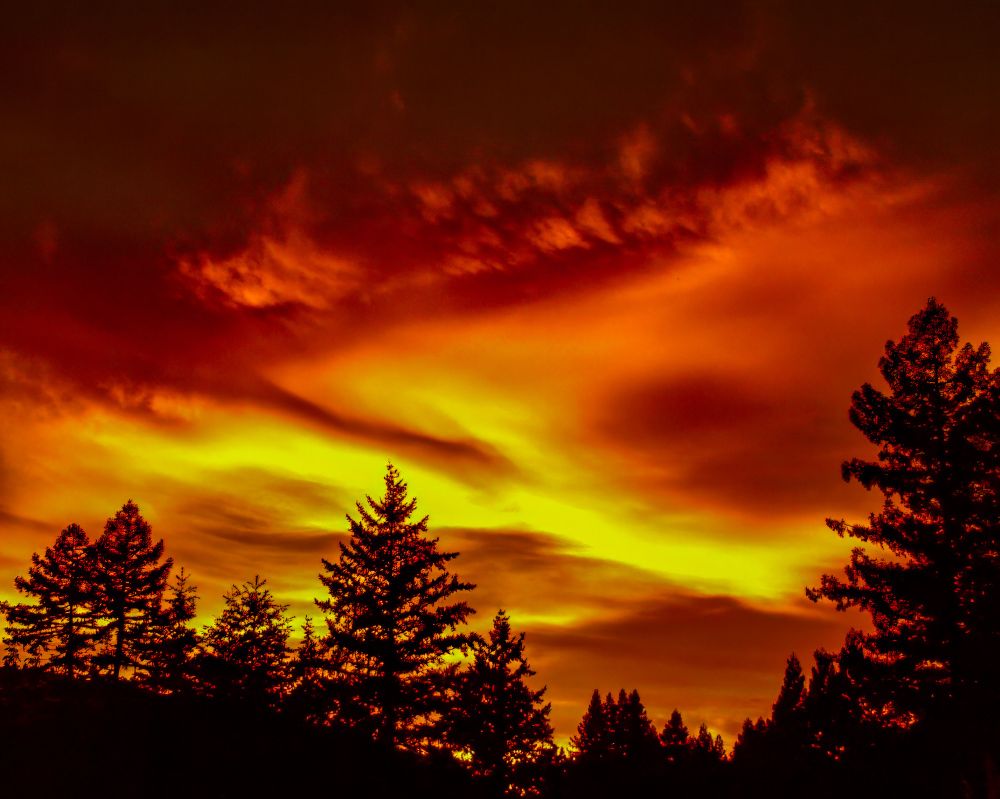 Santa Cruz Mountains California. From our backyard in Boulder Creek. 
Amazing orange and yellow clouds above the tall redwood trees.
