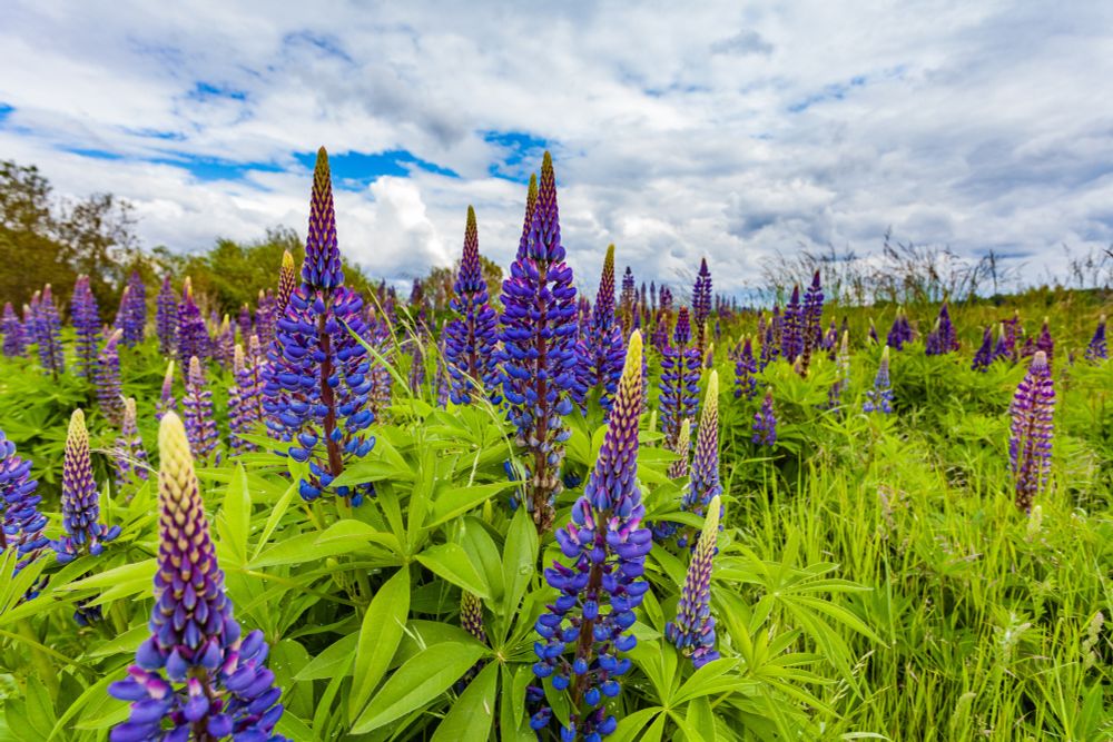 A vibrant field of blooming purple lupine flowers stretches across lush green grass under a partly cloudy sky, creating a colorful and serene natural scene.