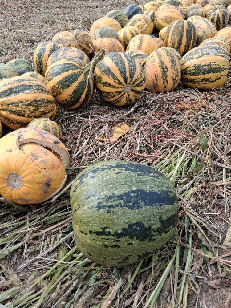 Steirische Ölkürbisse in gelb-grün, auf dem Acker zusammengetrieben, kurz vor der Erntemaschine