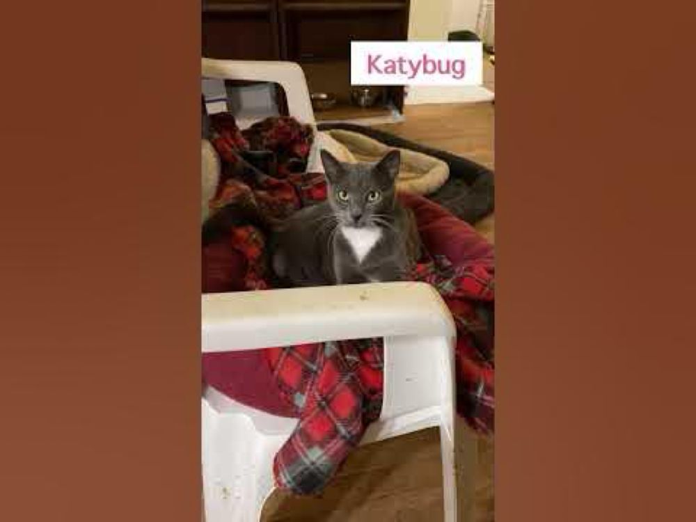 Adopt Sweet Katybug!