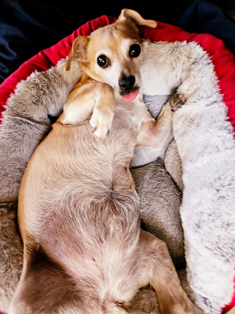 chiweenie lying on her back in a dog bed, tongue out, looking at the camera 