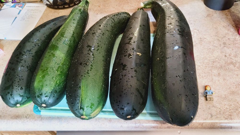 Five utterly huge zucchinis dominate a kitchen countertop. A LEGO minifigure, included for scale, looks positively miniscule next to the monster veggies.