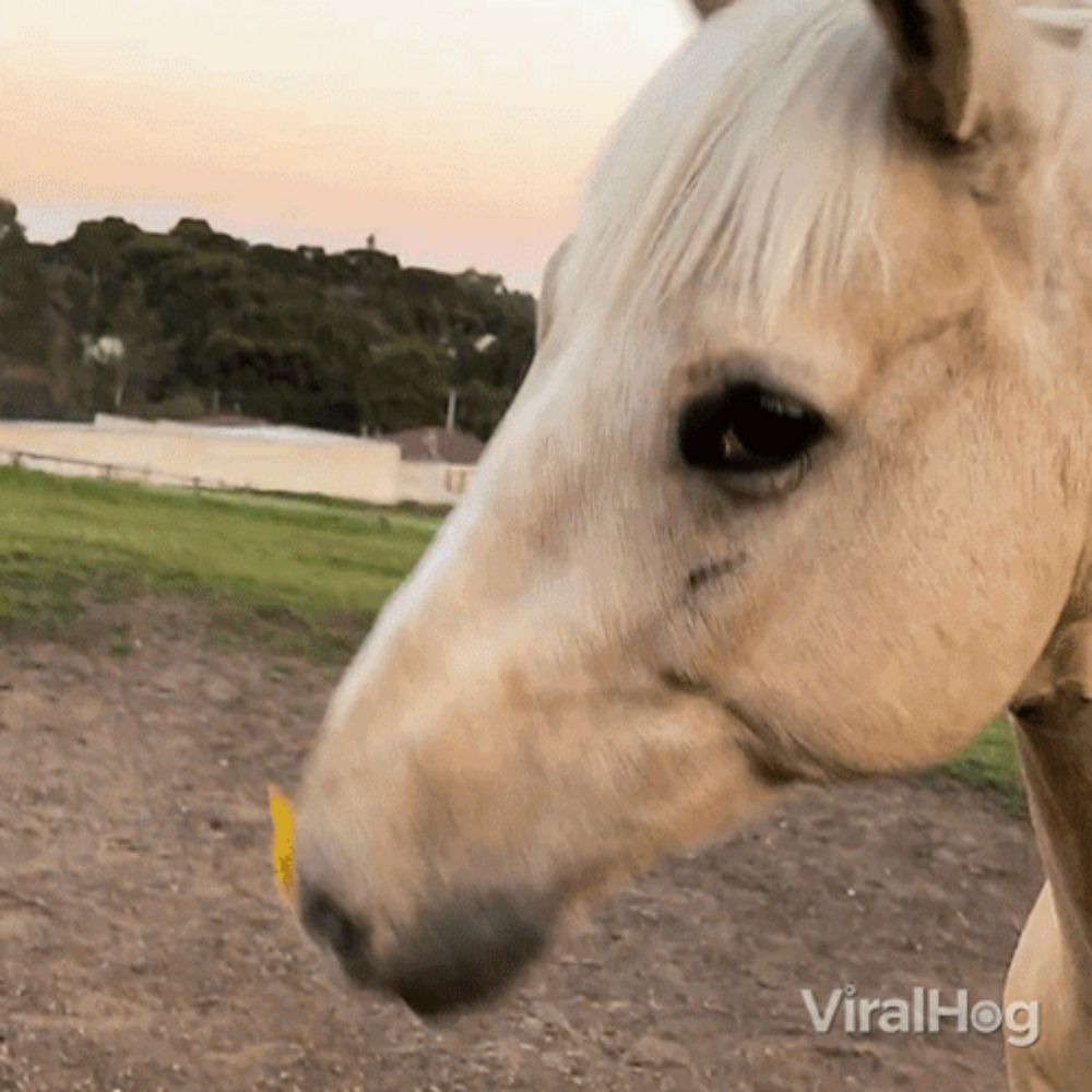 a close up of a horse 's face with the words viralhog visible