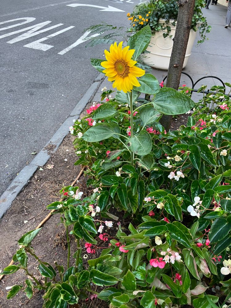 Photo of a sunflower growing among (shorter) begonias surrounding a thin tree trunk on a city sidewalk.