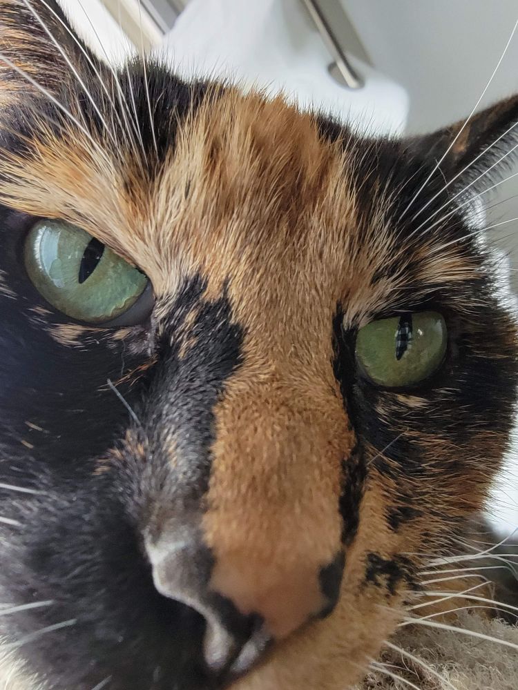 A tortie cat's face extremely zoomed in on her face