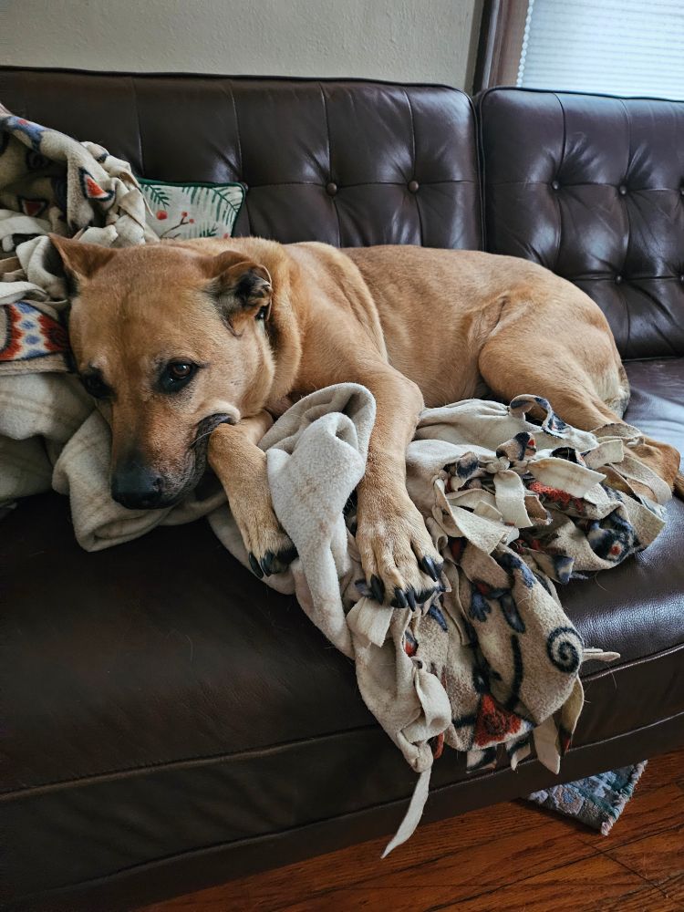 Fawn-colored dog with black nose, brown eyes, and black claws curled up on a flannel blanket, laying on a black leather couch, looking at the camera with large chocolate brown eyes.