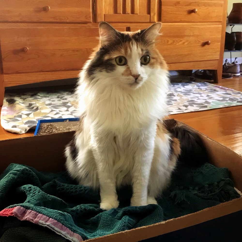 Edie, a calico Maine Coon, in her box 