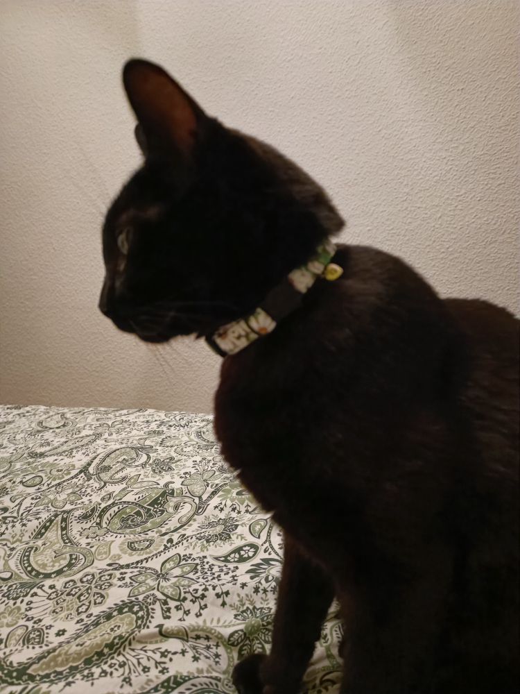 Foto de cerca del collar y la gata.