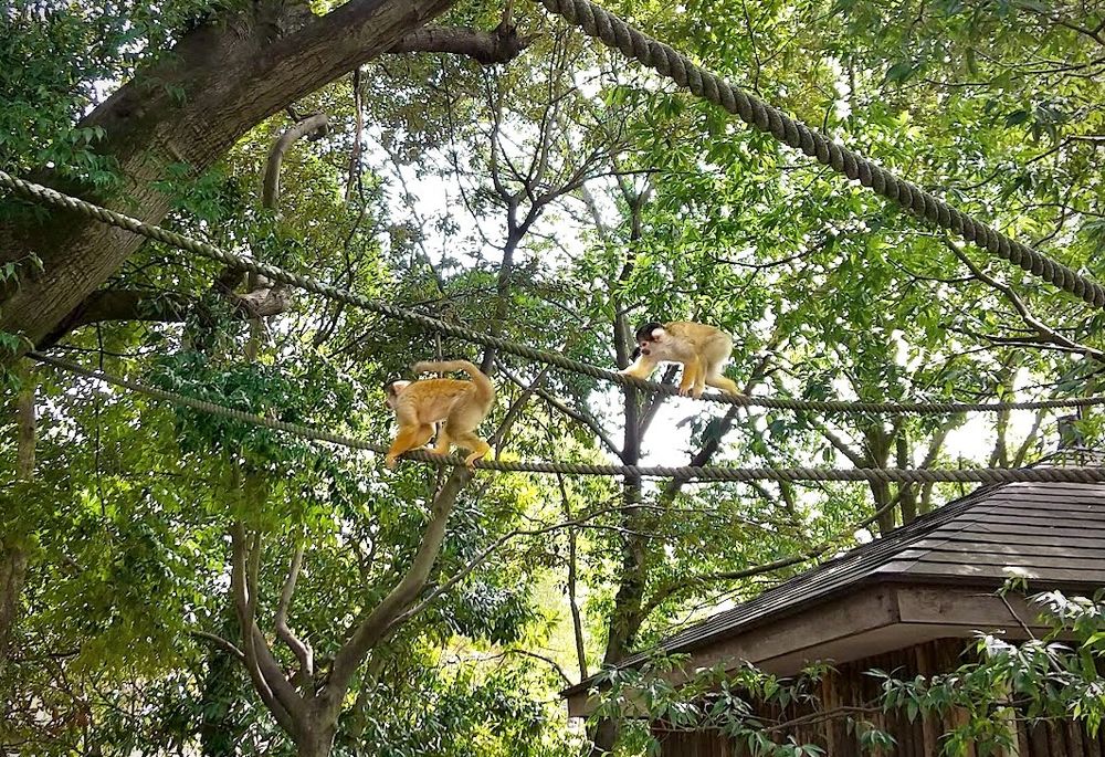 樹上に掛けられているロープの上を走っていく二頭のリスザル