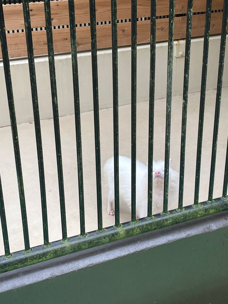 風の匂いを嗅いでいる大内山動物園のアルビノタヌキ（ポポ）