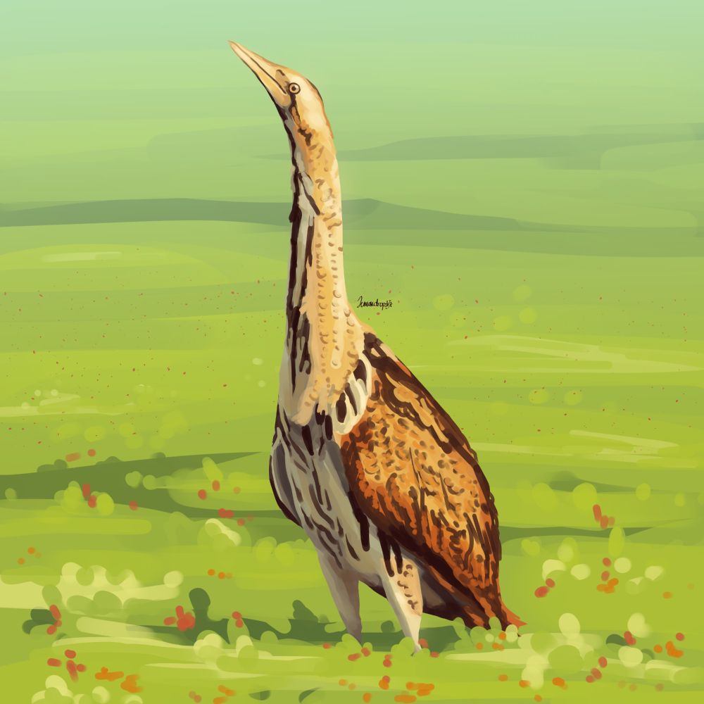 digital painting of a eurasian bittern standing on a big open field of grass and flowers, looking up to the sky in bright sunlight
