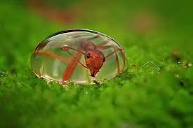 ant encased in water droplet