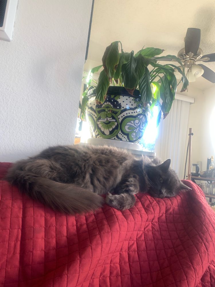 Cat sleeping on a red quilt in the sun beneath a painted ceramic planter