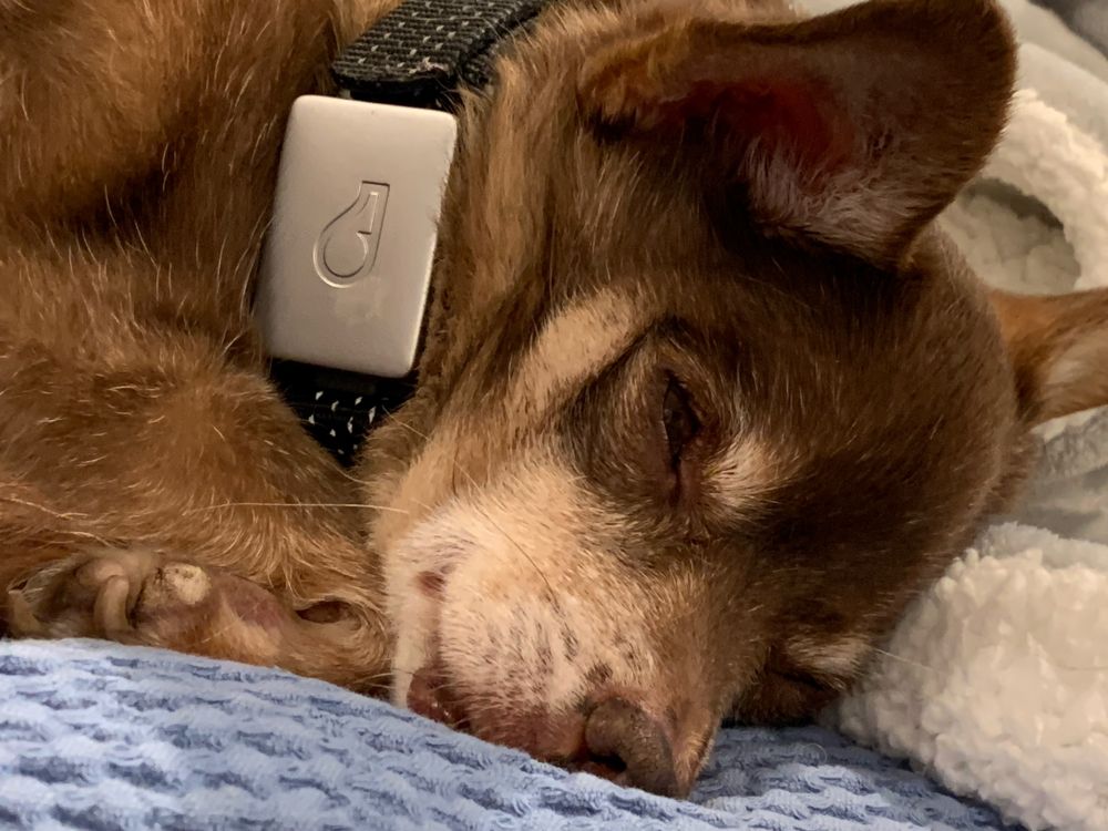 A sleeping chihuahua who is slightly snoring while managing to occupy my entire side of the bed. 