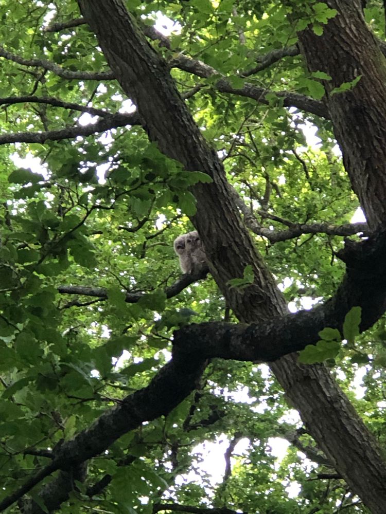 Two juvenile tawny owls snuggled together on a branch in the woods. 
