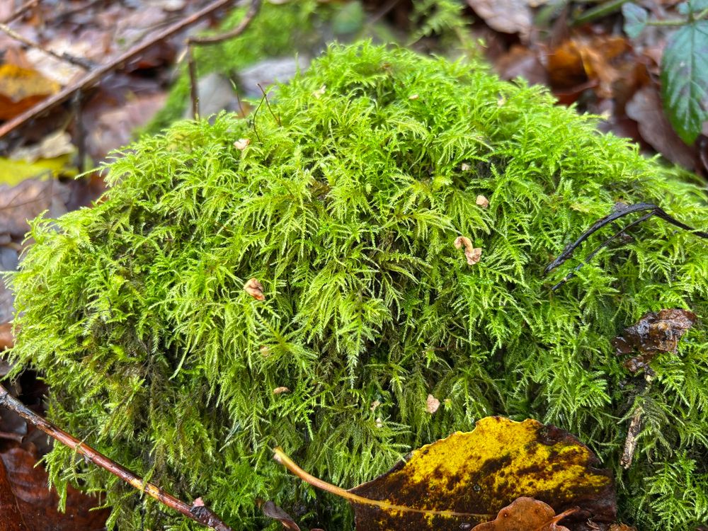 Bright green filigree strands of moss. 
