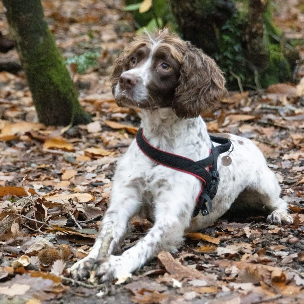 Archie the brown and white springer spaniel lying on the ground, head up and clearly about to chase a stick. 