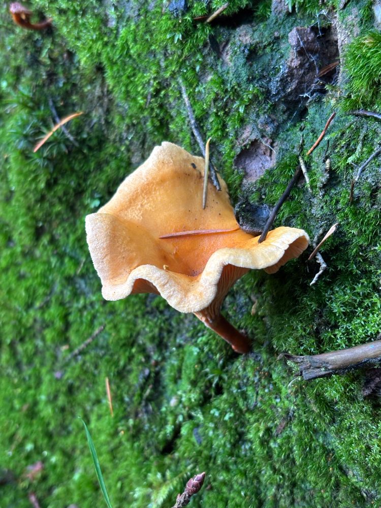 A frilly apricot mushroom growing out of the wall of a tractor rut in the woods. 