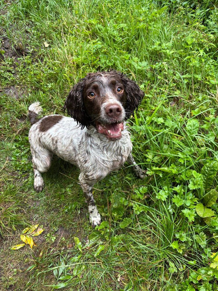 Archie looking very eagerly up at the stick, waiting for me to throw it. 