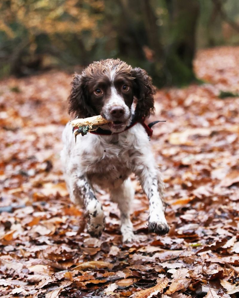 Archie the brown and white springer spaniel leaping towards the photographer with a stick in his mouth. He’s looking full on at the camera and in the background are lots of brown fallen oak leaves. 