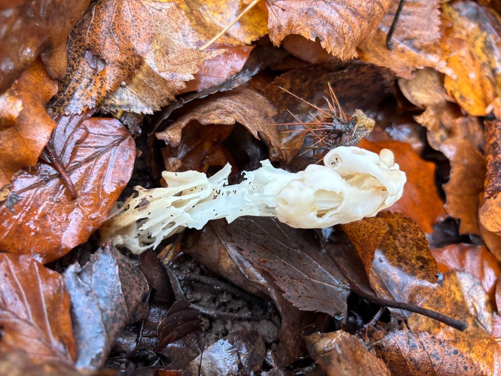 A white fungus that looks like it has lots of cavities within itself and has also been munched!