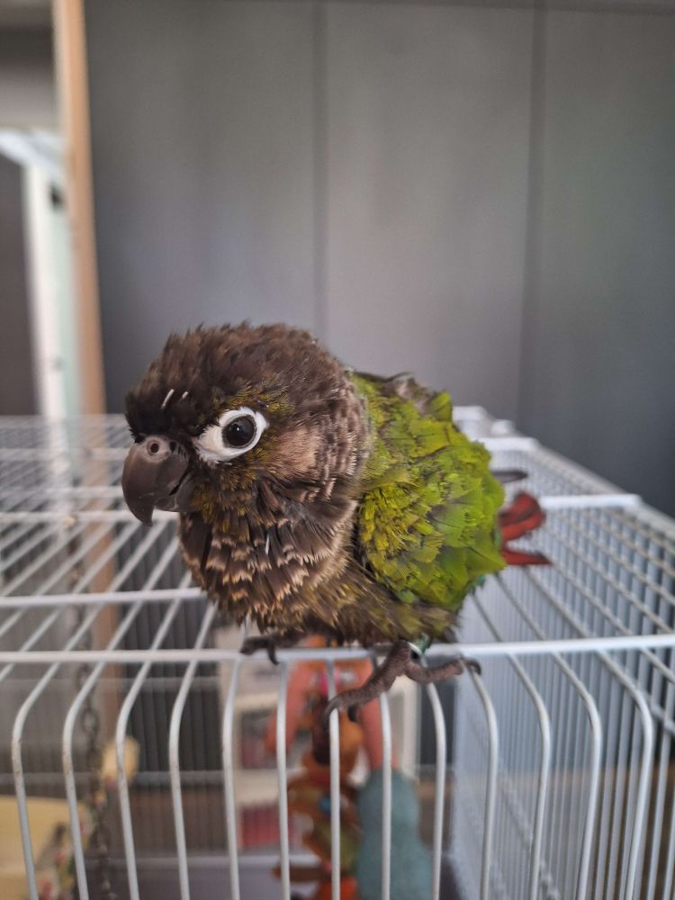A picture of a green cheeked conure standing on top of his white cage. He is wet and his feathers are messy.