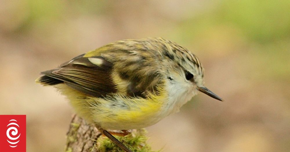 Rarely seen titipounamu spotted in Wellington